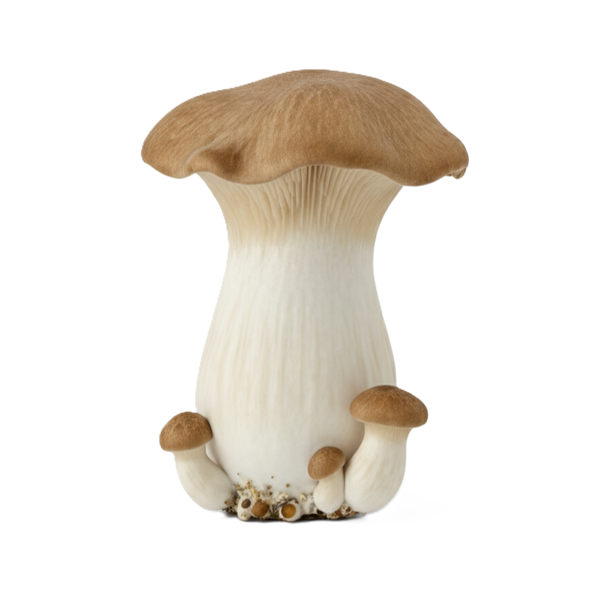 Groqup Mushroom Master