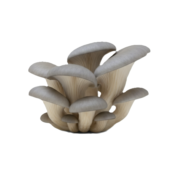 Groqup Mushroom Master