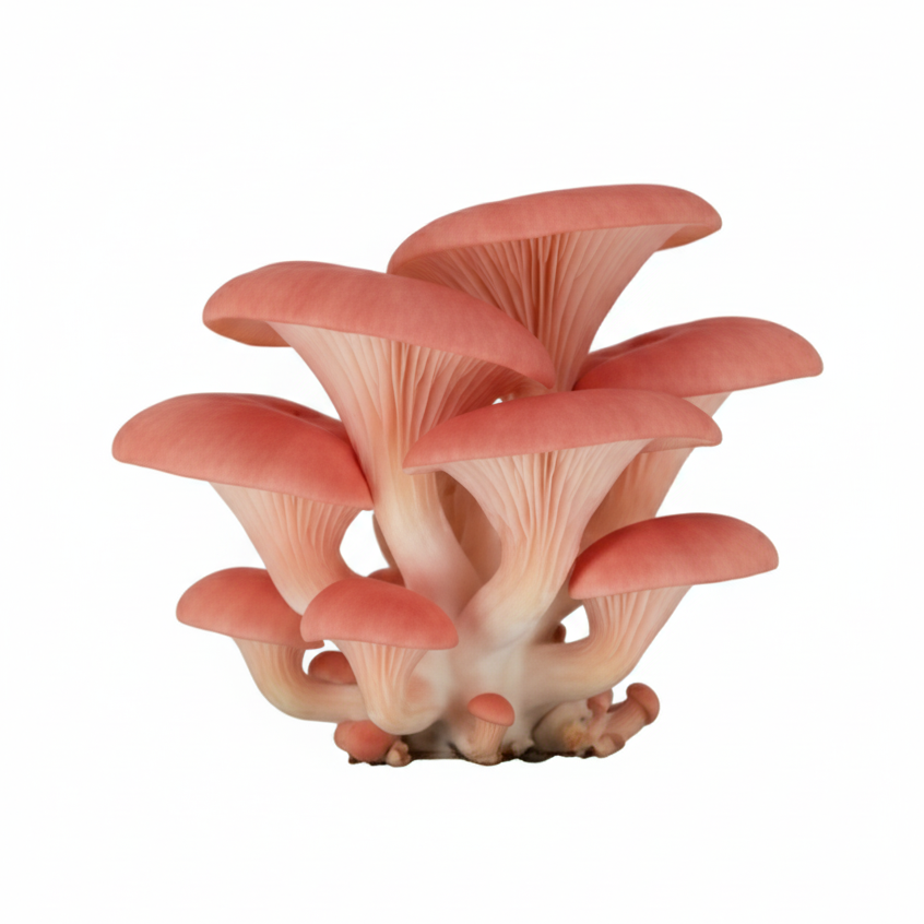 Groqup Mushroom Master