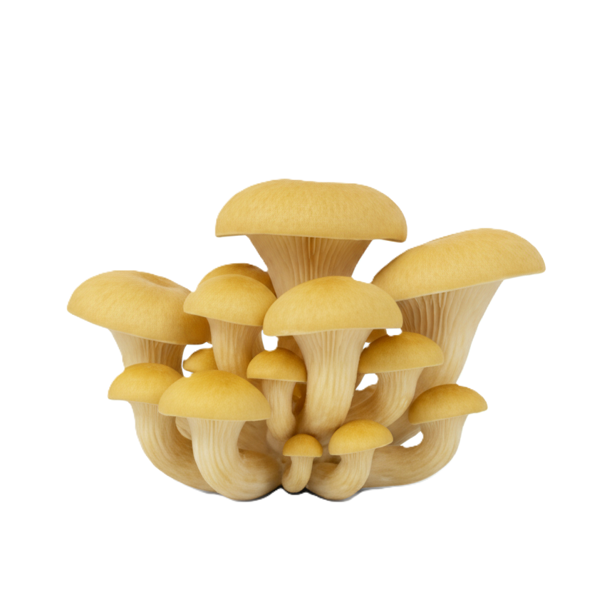 Groqup Mushroom Master